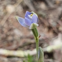 Thelymitra pauciflora (Slender Sun Orchid) - 1 Jan 1900 by AaronClausen