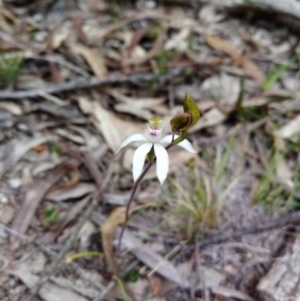 Caladenia moschata at Captains Flat, NSW - 27 Oct 2019