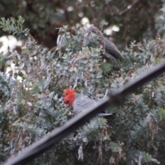 Callocephalon fimbriatum (Gang-gang Cockatoo) at Hughes, ACT - 2 Nov 2019 by LisaH