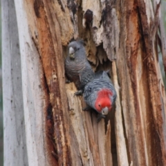 Callocephalon fimbriatum (Gang-gang Cockatoo) at Hughes, ACT - 2 Nov 2019 by LisaH