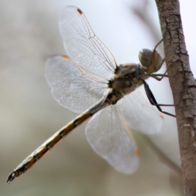 Hemicordulia tau (Tau Emerald) at Red Hill, ACT - 2 Nov 2019 by LisaH