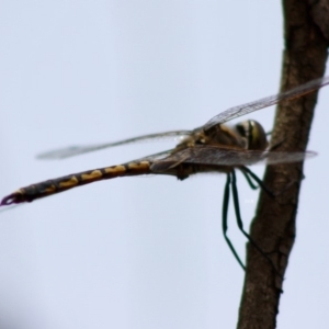 Hemicordulia tau at Red Hill, ACT - 2 Nov 2019