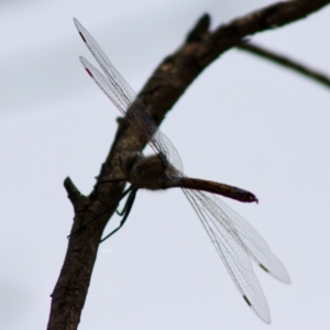 Hemicordulia tau at Red Hill, ACT - 2 Nov 2019