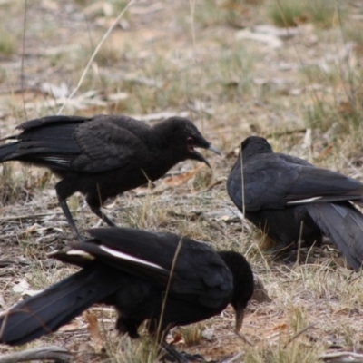 Corcorax melanorhamphos (White-winged Chough) at Hughes, ACT - 31 Oct 2019 by LisaH