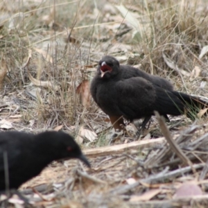 Corcorax melanorhamphos at Hughes, ACT - 1 Nov 2019