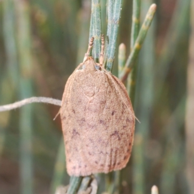 Garrha repandula (a Concealer Moth) at Lower Boro, NSW - 2 Nov 2019 by Harrisi