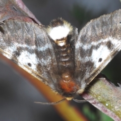 Nataxa flavescens (Nataxa Moth) at Lower Boro, NSW - 2 Nov 2019 by Harrisi