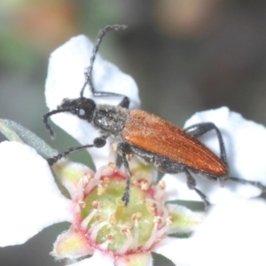 Lepturidea deplanchei at Lower Boro, NSW - 2 Nov 2019