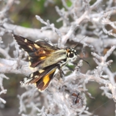 Unidentified Skipper (Hesperiidae) at Saint George, NSW - 2 Nov 2019 by Harrisi