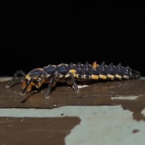 Harmonia conformis at Acton, ACT - 31 Oct 2019