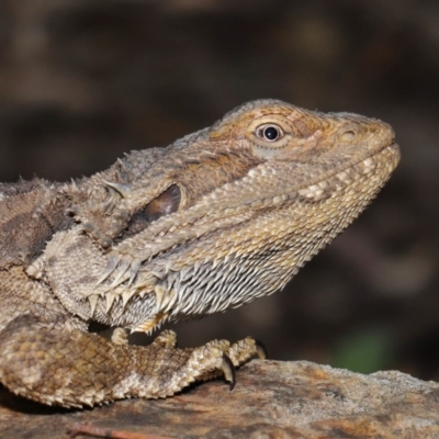 Pogona barbata (Eastern Bearded Dragon) at Acton, ACT - 30 Oct 2019 by TimL