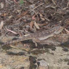 Pogona barbata at Acton, ACT - suppressed