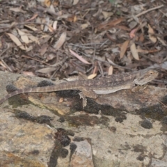 Pogona barbata at Acton, ACT - suppressed