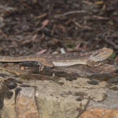 Pogona barbata at Acton, ACT - suppressed