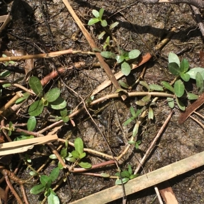 Alternanthera philoxeroides (Alligator Weed) at Hackett, ACT - 2 Nov 2019 by JaneR