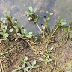 Alternanthera philoxeroides at Hackett, ACT - 2 Nov 2019 02:15 PM