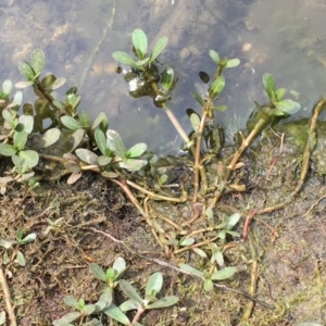 Alternanthera philoxeroides at Hackett, ACT - 2 Nov 2019 02:15 PM