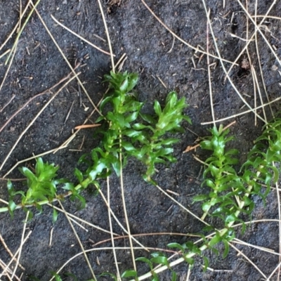 Elodea canadensis (Canadian Pondweed) at Hackett, ACT - 2 Nov 2019 by JaneR