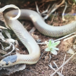 Parasuta flagellum at Cooma, NSW - 4 Nov 2019