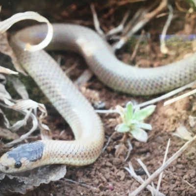 Parasuta flagellum (Little Whip-snake) at Cooma, NSW - 3 Nov 2019 by BrianHerps