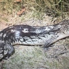 Tiliqua nigrolutea (Blotched Blue-tongue) at Cotter River, ACT - 4 Nov 2019 by BrianLR