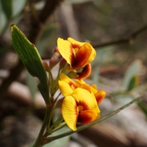 Daviesia mimosoides subsp. mimosoides at Tennent, ACT - 2 Nov 2019 04:16 PM