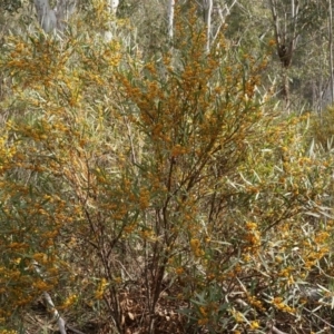 Daviesia mimosoides subsp. mimosoides at Tennent, ACT - 2 Nov 2019 04:16 PM