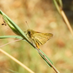 Ocybadistes walkeri (Green Grass-dart) at Kambah, ACT - 1 Nov 2019 by MatthewFrawley