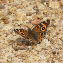 Junonia villida (Meadow Argus) at Kambah, ACT - 2 Nov 2019 by MatthewFrawley