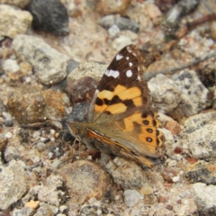 Vanessa kershawi (Australian Painted Lady) at Kambah, ACT - 2 Nov 2019 by MatthewFrawley