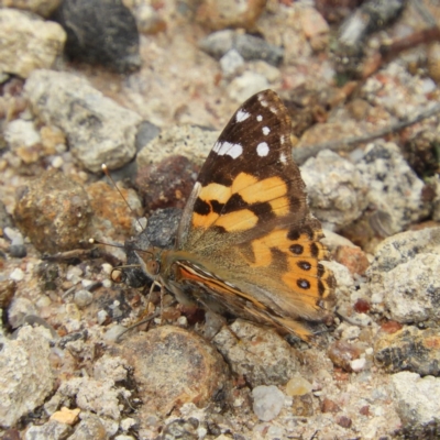 Vanessa kershawi (Australian Painted Lady) at Kambah, ACT - 2 Nov 2019 by MatthewFrawley