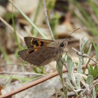 Trapezites phigalia (Heath Ochre) at Kambah, ACT - 2 Nov 2019 by MatthewFrawley