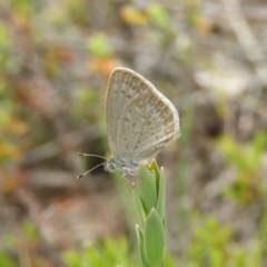 Zizina otis (Common Grass-Blue) at Kambah, ACT - 2 Nov 2019 by MatthewFrawley