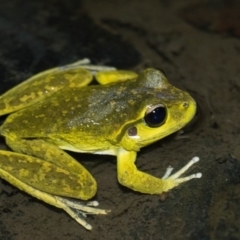 Litoria lesueuri (Lesueur's Tree-frog) at Booth, ACT - 30 Oct 2019 by BrianH
