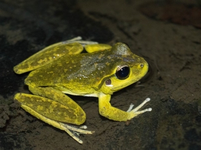 Litoria lesueuri (Lesueur's Tree-frog) at Booth, ACT - 30 Oct 2019 by BrianH