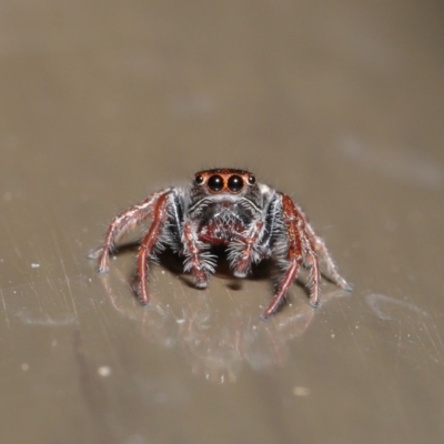 Opisthoncus sp. (genus) (Opisthoncus jumping spider) at Acton, ACT - 30 Oct 2019 by TimL