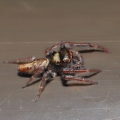 Opisthoncus sp. (genus) at Acton, ACT - 30 Oct 2019