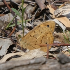 Heteronympha merope (Common Brown Butterfly) at Tuggeranong Hill - 4 Nov 2019 by Owen