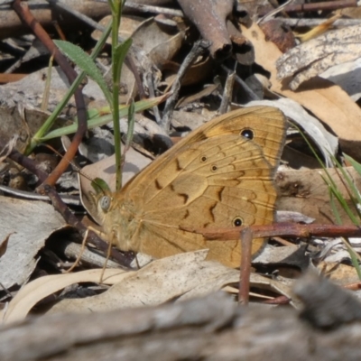 Heteronympha merope (Common Brown Butterfly) at Theodore, ACT - 4 Nov 2019 by owenh