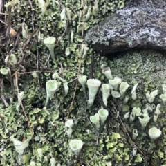 Cladonia sp. (genus) (Cup Lichen) at Googong, NSW - 4 Nov 2019 by Wandiyali