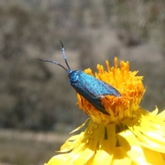 Pollanisus (genus) (A Forester Moth) at Theodore, ACT - 4 Nov 2019 by Owen