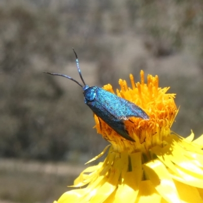 Pollanisus (genus) (A Forester Moth) at Theodore, ACT - 4 Nov 2019 by Owen