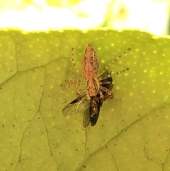 Helpis minitabunda (Threatening jumping spider) at Aranda, ACT - 4 Nov 2019 by Jubeyjubes