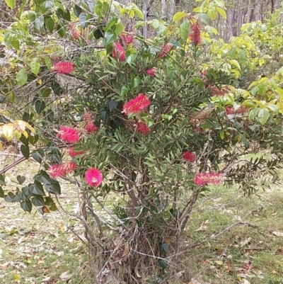 Callistemon citrinus (Crimson Bottlebrush) at Bawley Point, NSW - 4 Nov 2019 by GLemann