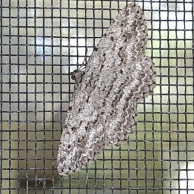 Psilosticha absorpta (Fine-waved Bark Moth) at Aranda, ACT - 4 Nov 2019 by Jubeyjubes