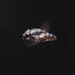 Stomorhina sp. (genus) (Snout fly) at Paddys River, ACT - 4 Nov 2019 by DPRees125