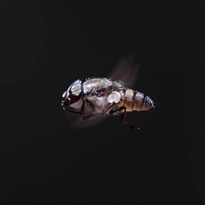 Stomorhina sp. (genus) (Snout fly) at Tidbinbilla Nature Reserve - 4 Nov 2019 by DPRees125