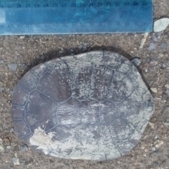 Chelodina longicollis (Eastern Long-necked Turtle) at Throsby, ACT - 4 Nov 2019 by cf17