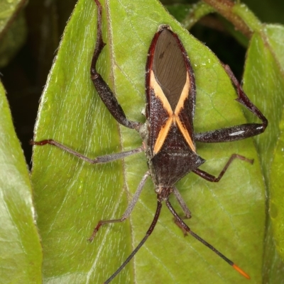 Mictis profana (Crusader Bug) at Kambah, ACT - 3 Nov 2019 by Marthijn