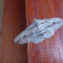 Syneora excursaria (Syneora excursaria) at Yass River, NSW - 4 Nov 2019 by SenexRugosus